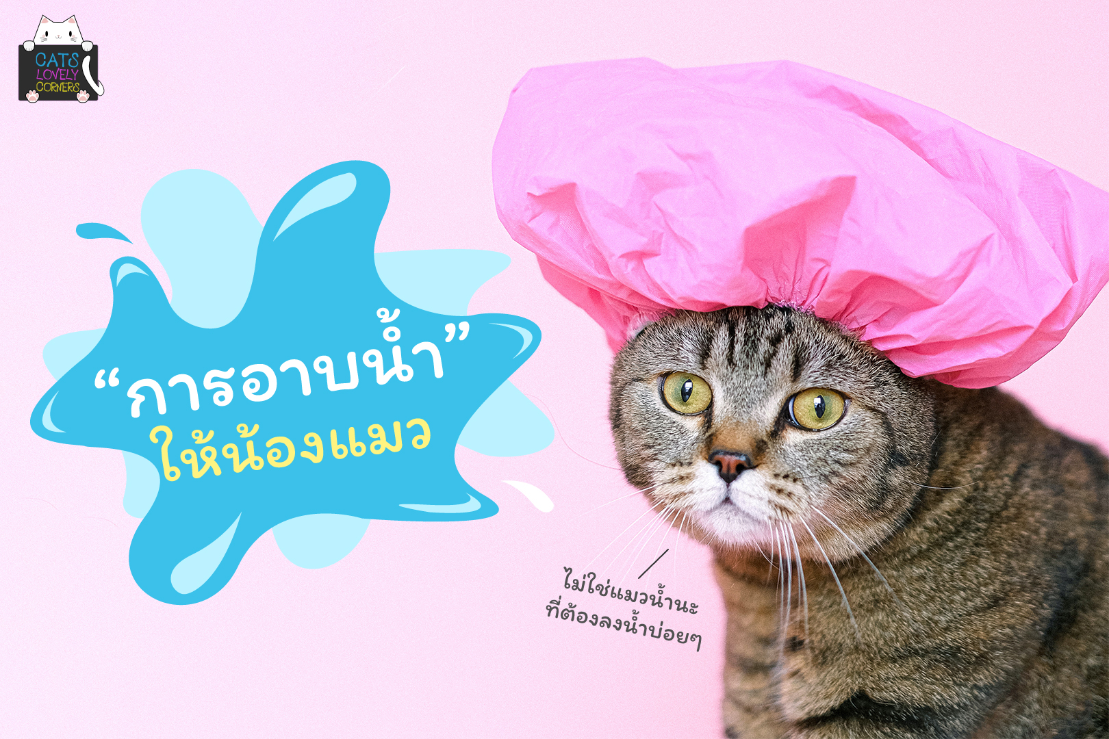 การอาบน้ำของแมว
