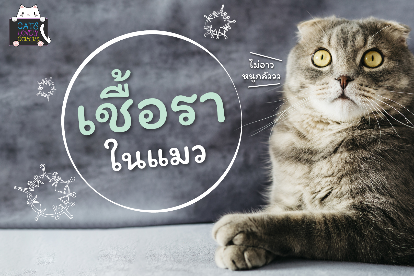 เชื้อราในแมว