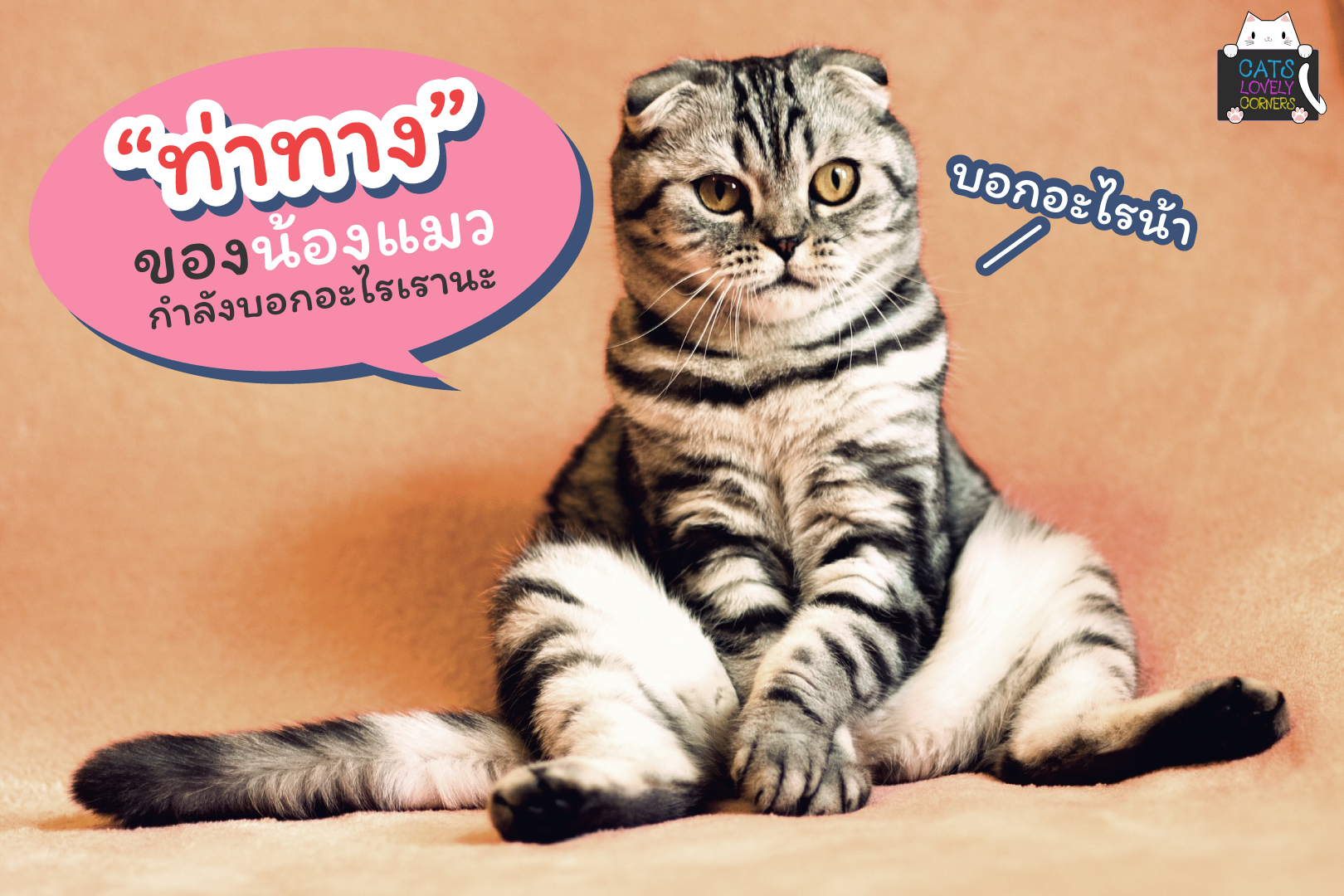 ท่าทางของน้องแมวกำลังบอกอะไรเรานะ