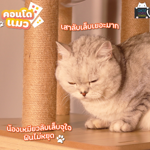 BH-CONDOXM3 - Image 3