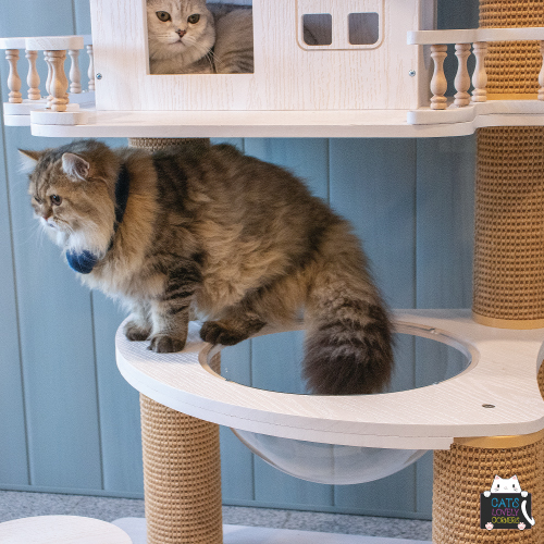 BH-TYBSMPJ - Image 4