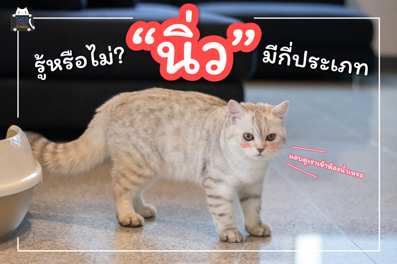 นิ่วแมวมีกี่ประเภท