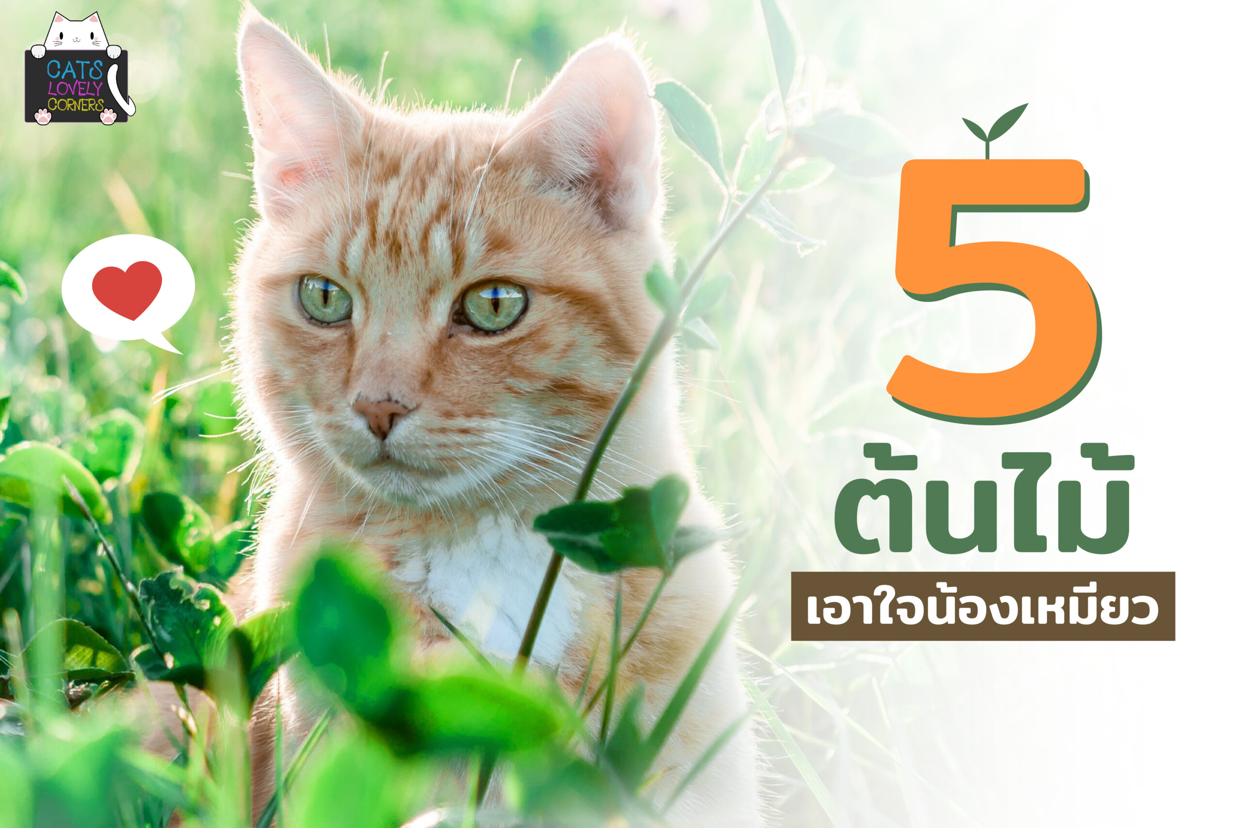 5 ต้นไม้ เอาใจน้องเหมียว