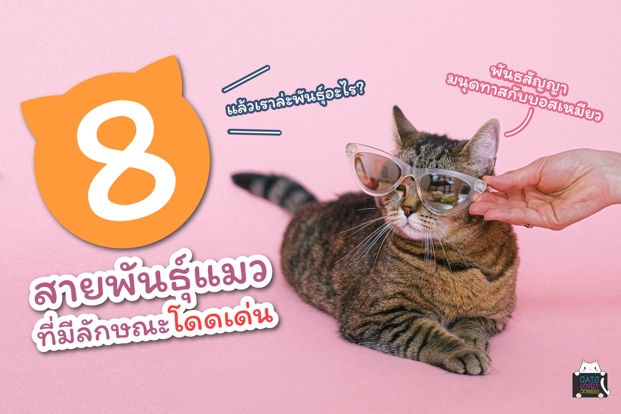 8 สายพันธุ์แมวที่มีลักษณะโดดเด่น