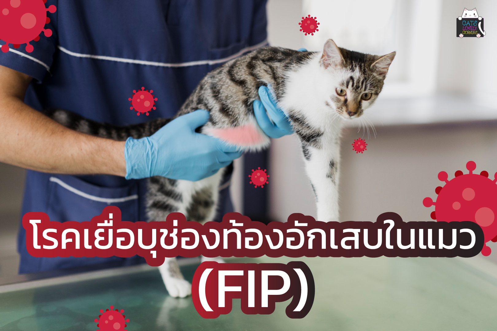 โรคเยื่อบุช่องท้องอักเสบในแมว (FIP)