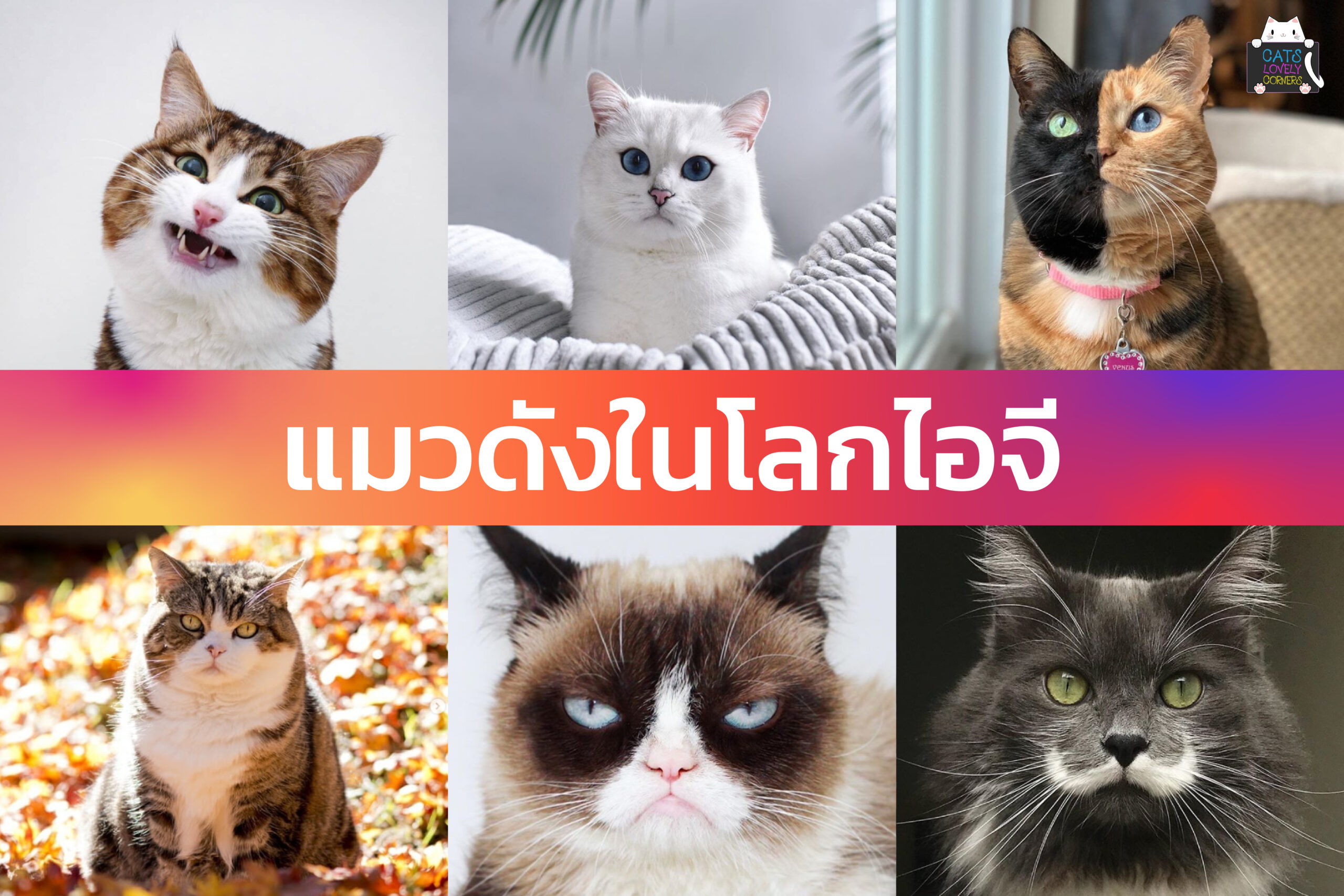 แมวดังในโลกไอจี