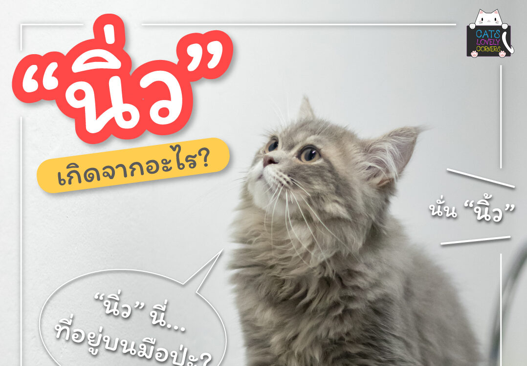 นิ่ว เกิดจากอะไร???