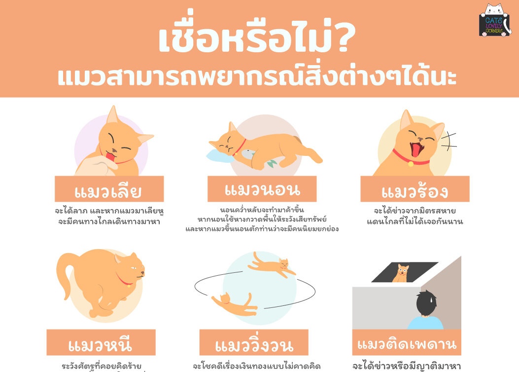 เชื่อหรือไม่ แมวสามารถพยากรณ์สิ่งต่างๆได้นะ