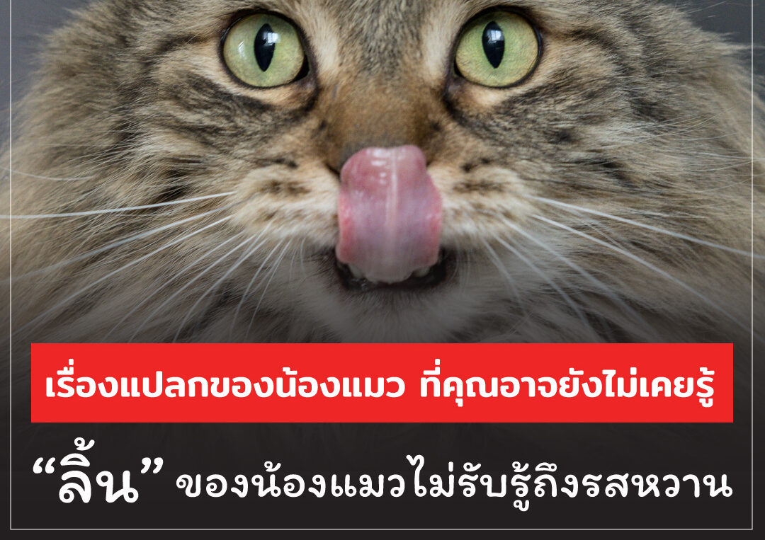 ลิ้นของน้องแมวไม่รับรู้ถึงรสหวาน