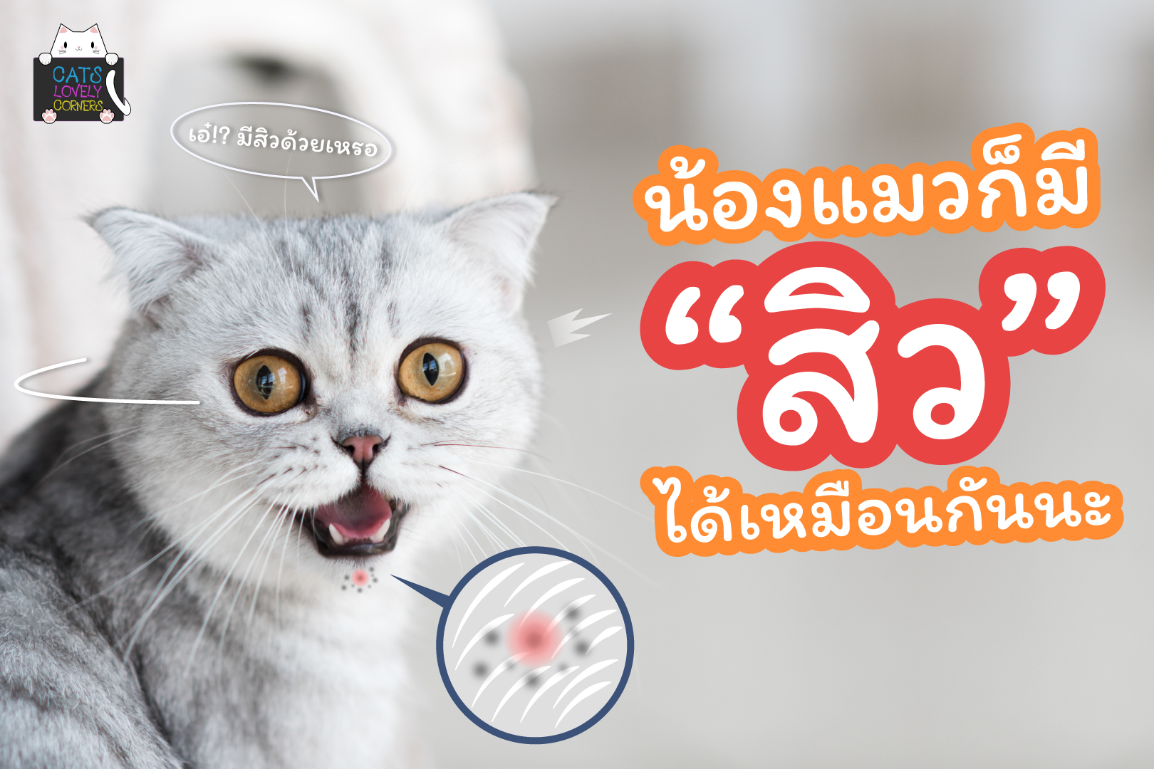 สิวแมว