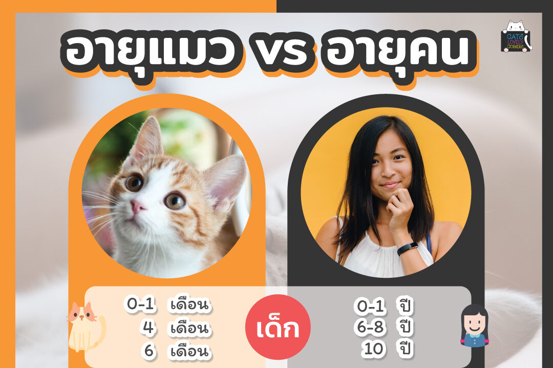 อายุแมว vs อายุคน