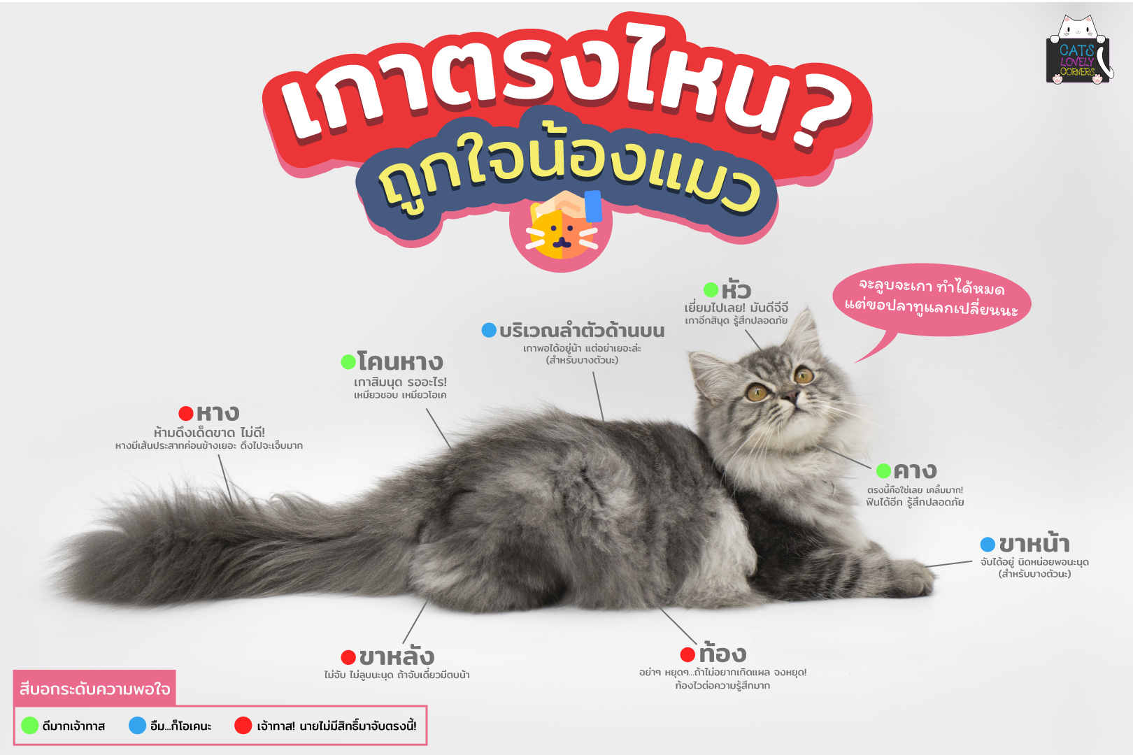 เกาตรงไหน น้องแมวถูกใจ