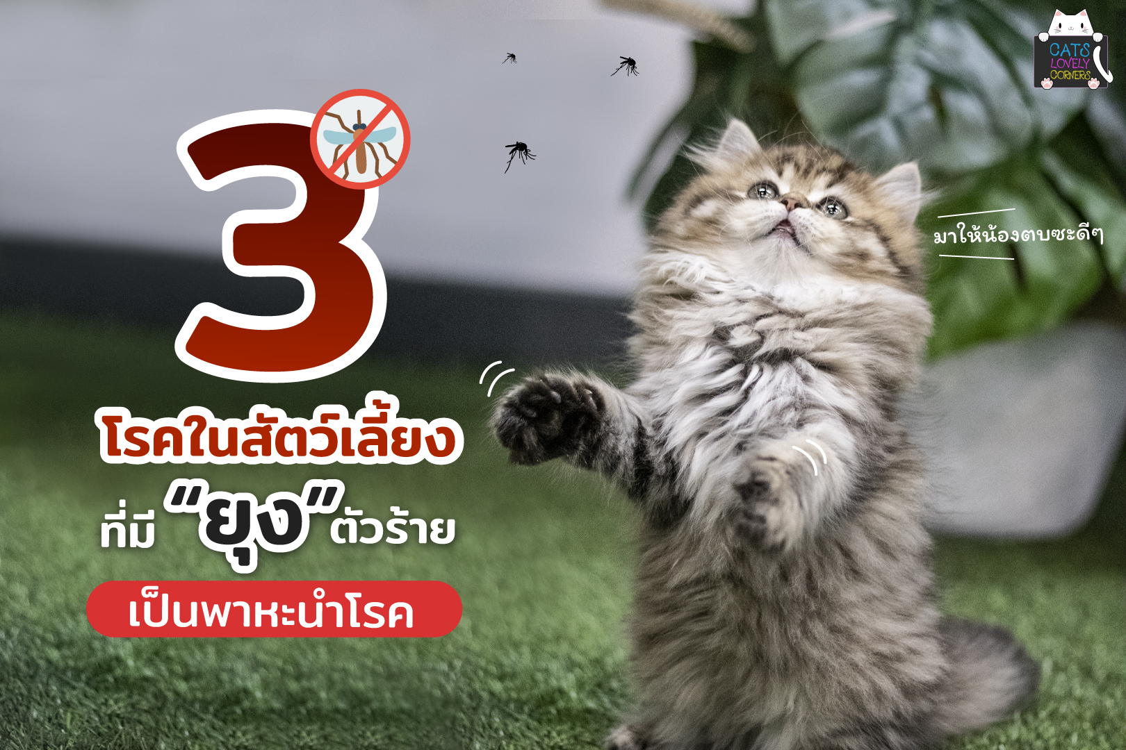 โรคในแมวจากยุง