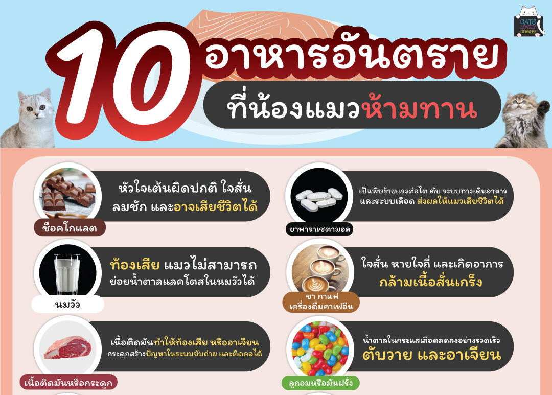 10 อาหารอันตราย ที่น้องแมวห้ามทาน