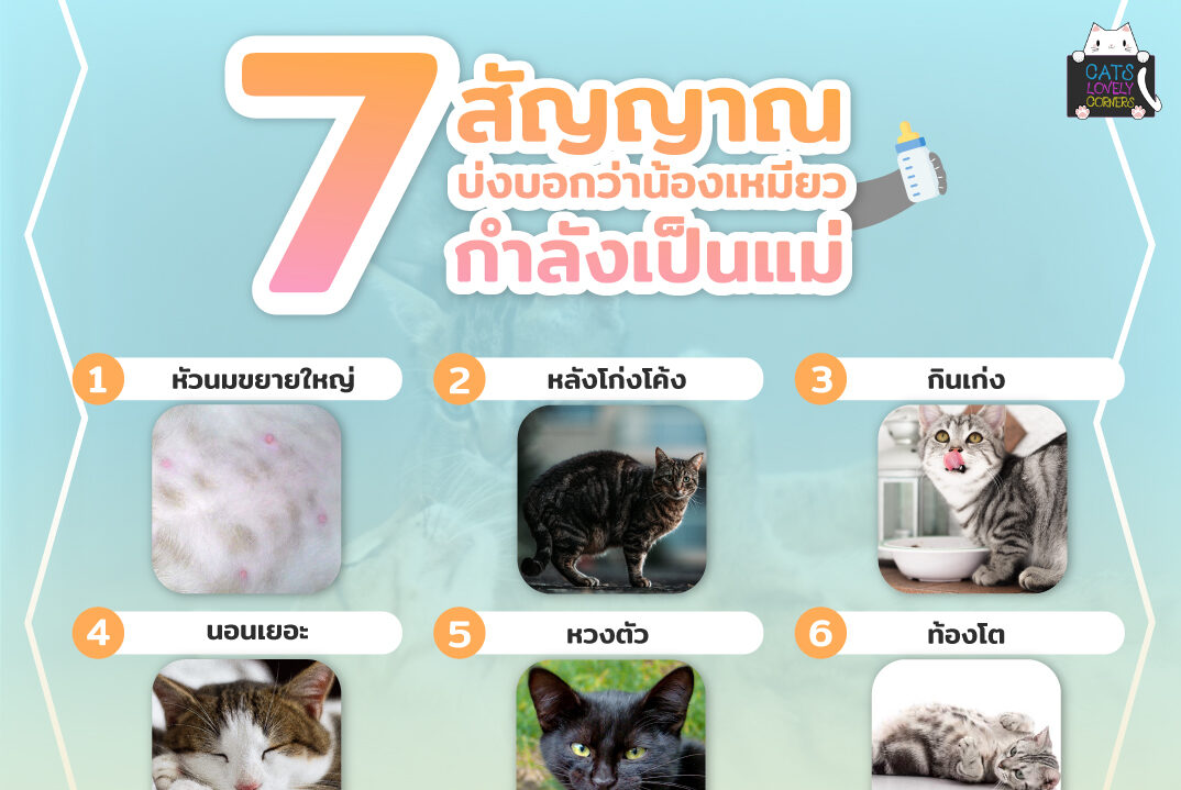 7 สัญญาณ บ่งบอกว่าน้องเหมียว กำลังเป็นแม่