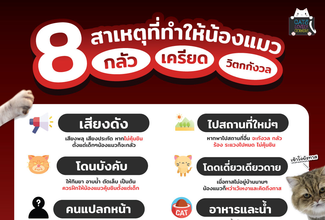8 สาเหตุที่ทำให้น้องแมว กลัว เครียด วิตกกังวล