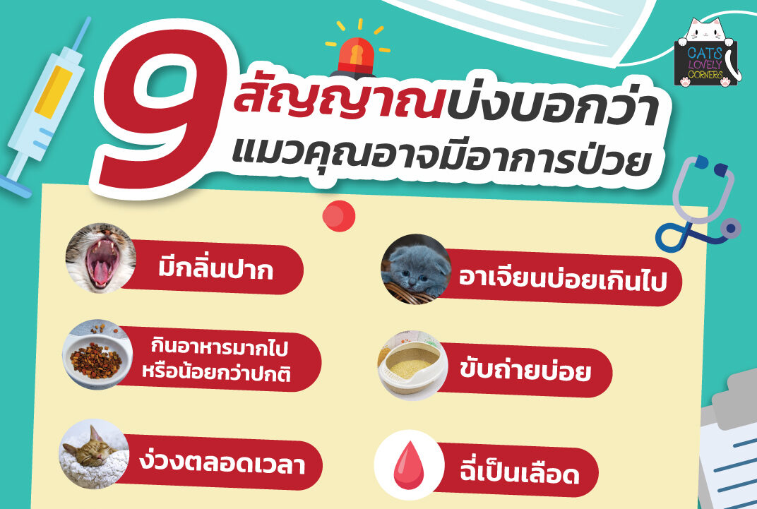 9 สัญญาณบ่งบอกว่า แมวคุณอาจมีอาการป่วย