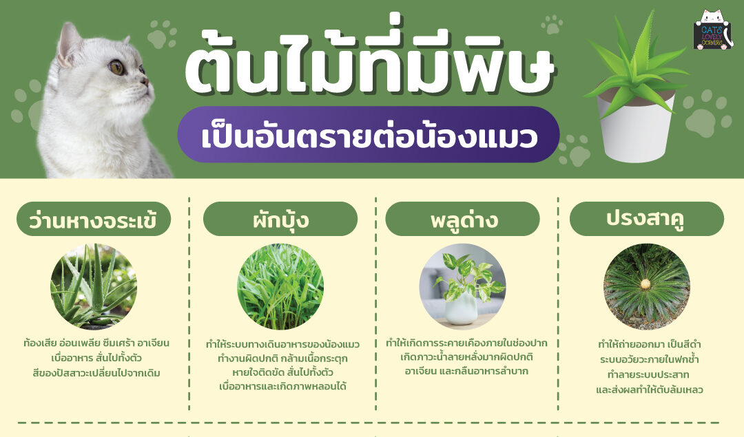 ต้นไม้ที่มีพิษ เป็นอันตรายต่อน้องแมว