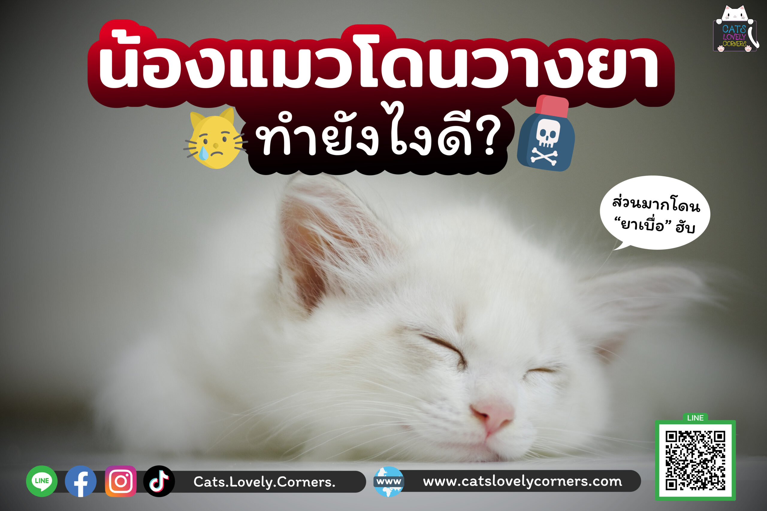 น้องแมวโดนวางยาทำยังไงดี
