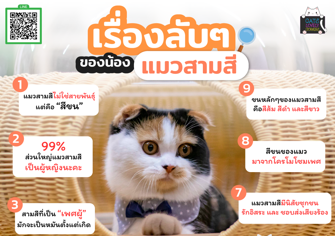 เรื่องลับๆของน้องแมวสามสี