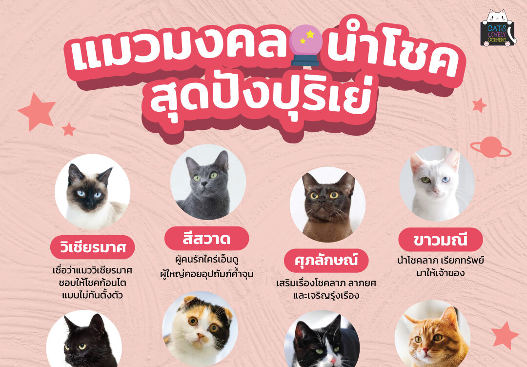 แมวมงคล นำโชค